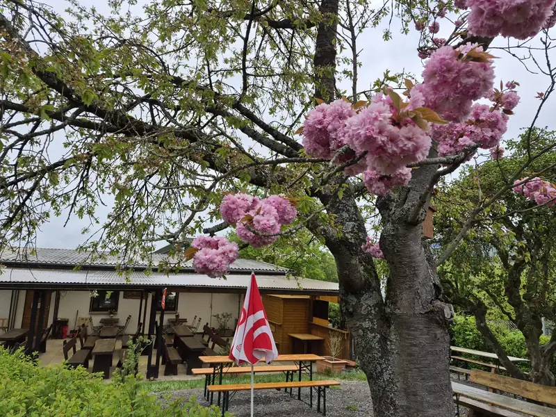 Rosa Baumblüten vor der Terrasse des Gartenstüble